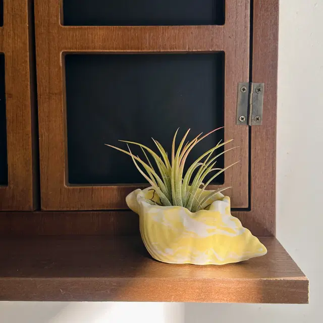 친환경 소라화분 만들기