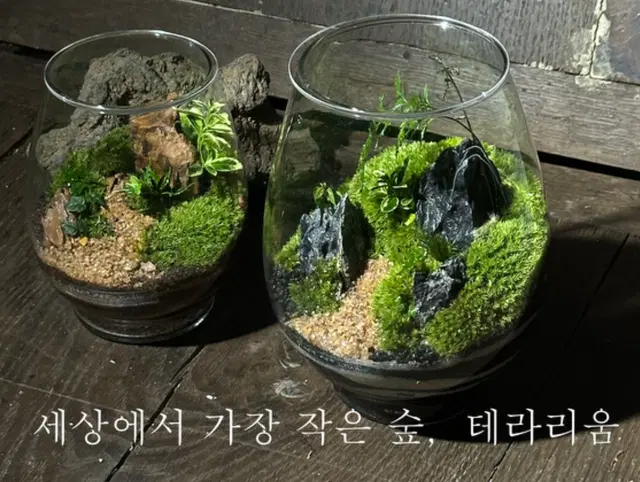 피에스 테라리움 전문교육